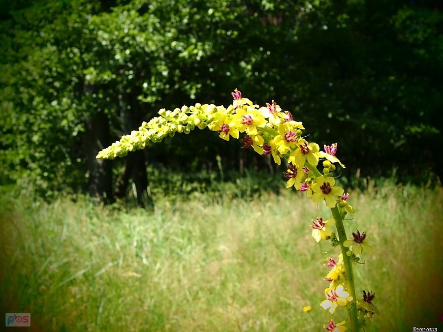 Dygresje florystyczne - dziewanna