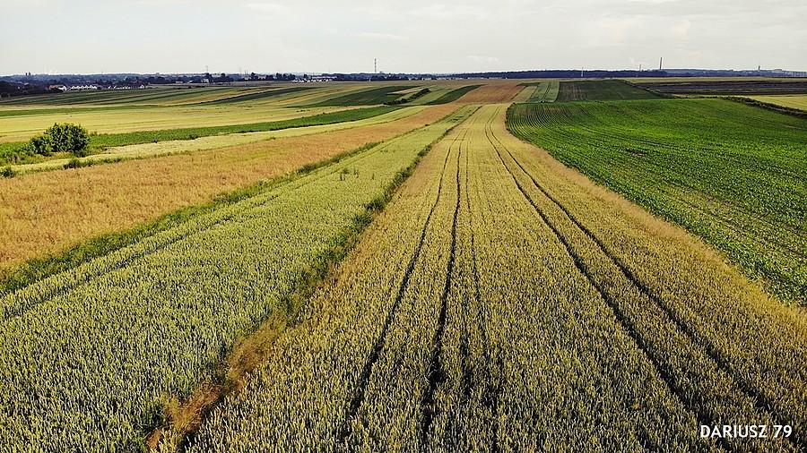 Przełajka - Siemianowice Śląskie