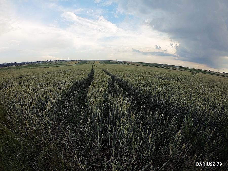Przełajka - Siemianowice Śląskie