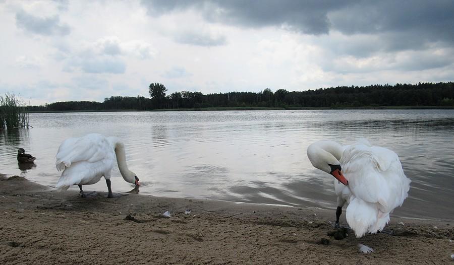Mroczny klimat z popasem na pierwszym planie :)