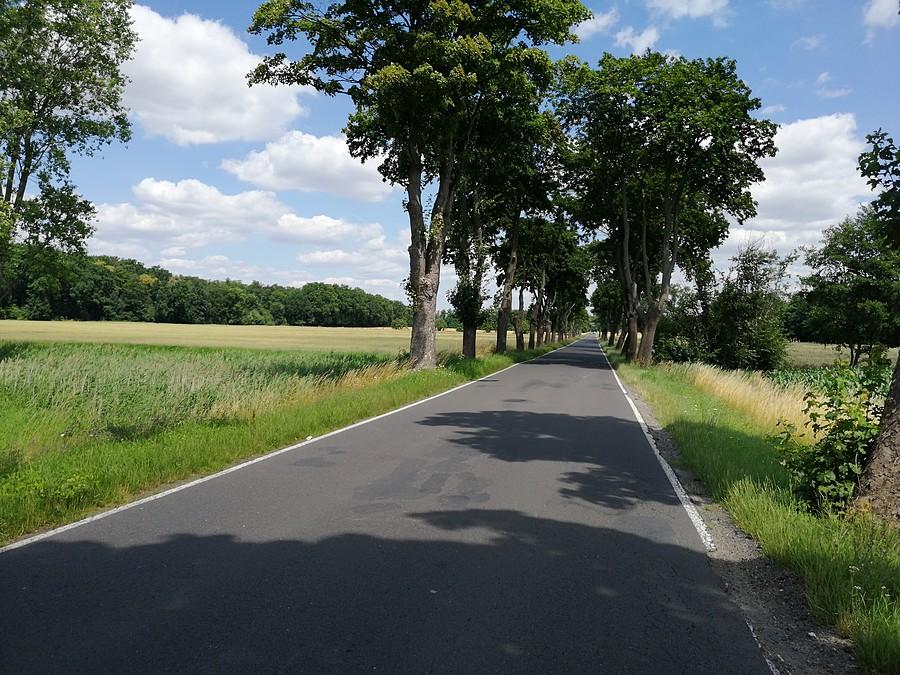 Bojanowo - Poniec. Bardzo przyjemna trasa z dobrym asfaltem.