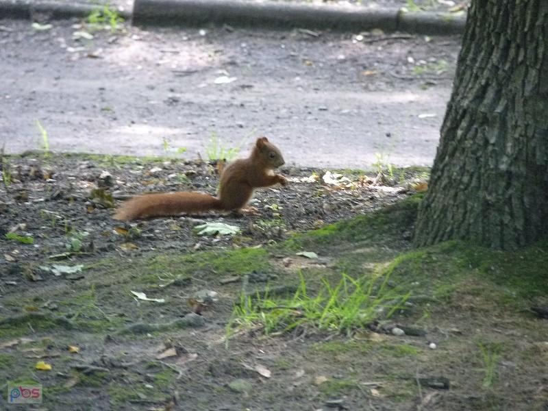 kolejna, tym razem w Parku Kachla mi pitała