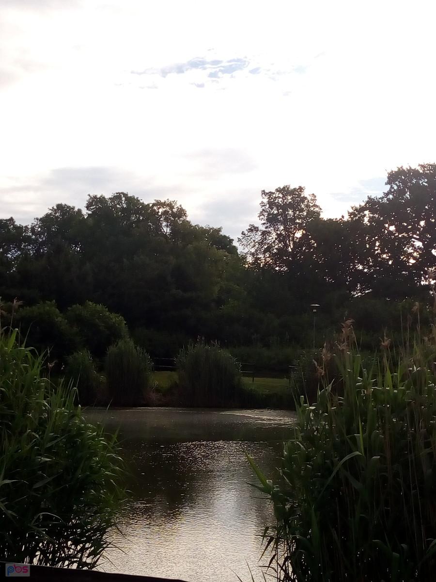 Staw w Borzęcinie