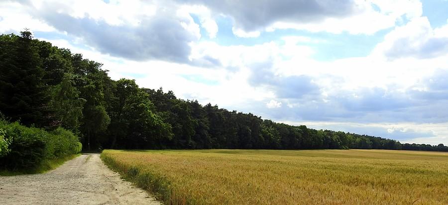 Granica pola i lasu, Wielkopolski Park Narodowy