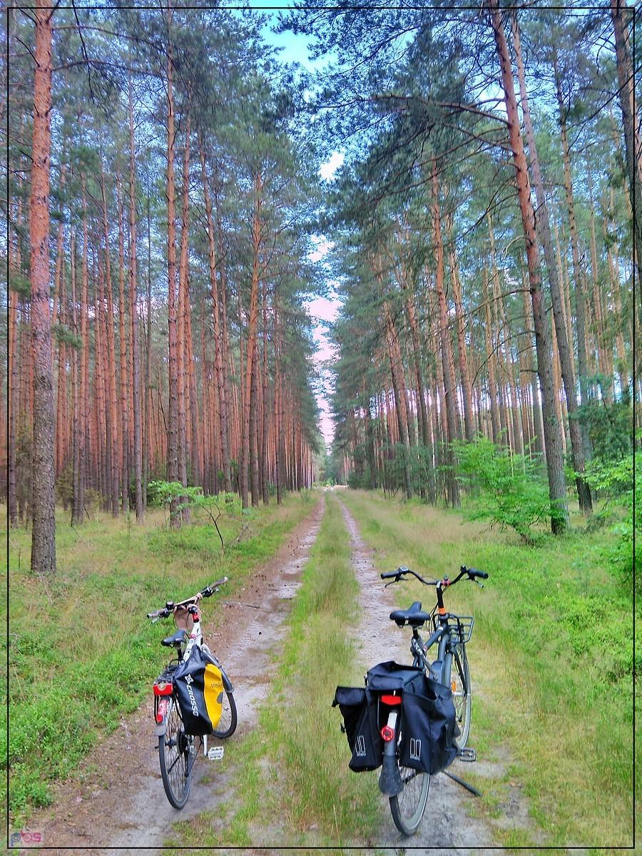 przerwa w lesie na jagody