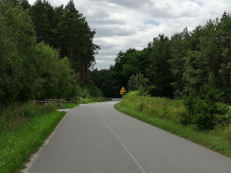 Zawijas prosto w las na trasie Pracze - Gruszeczka.