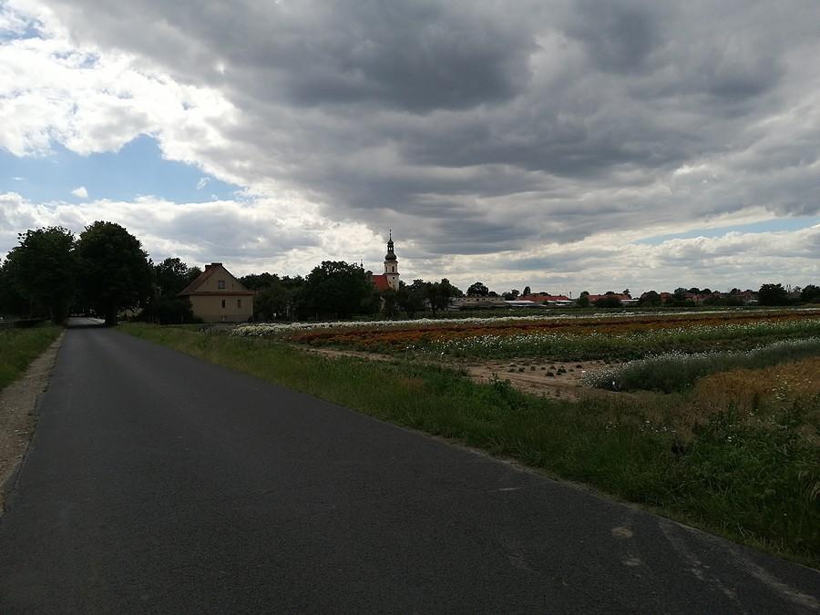Pola kolorowych kwiatów za Smolicami.
