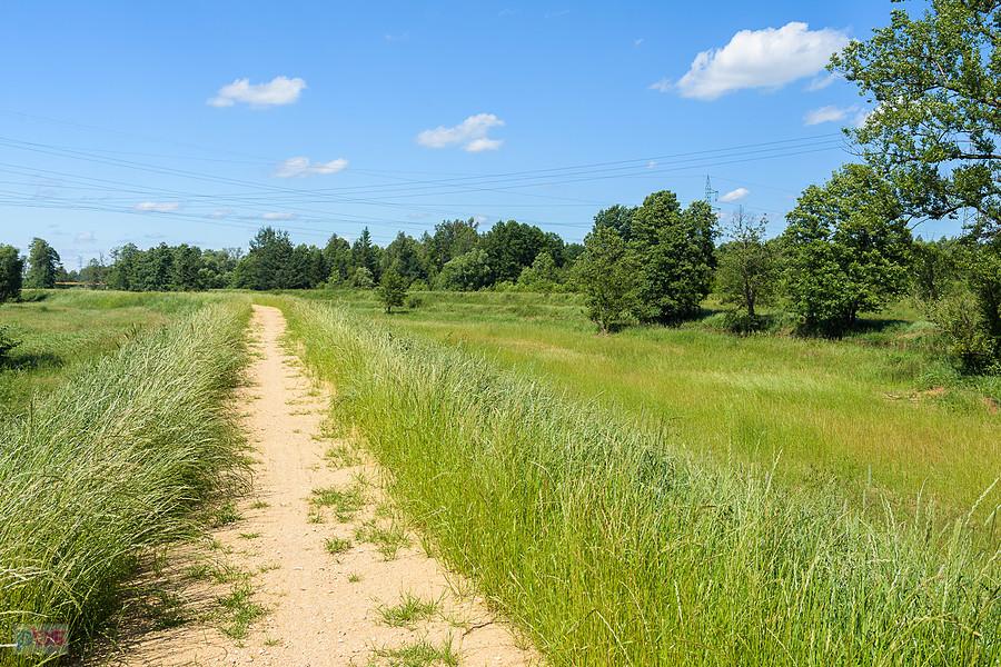 Nad Wartą - Słowik