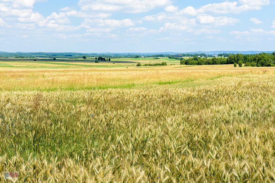 Gniazdów - widok w kierunku Siedlca.