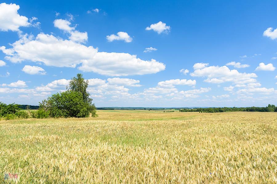 Gniazdów w gminie Koziegłowy - widok w kierunku Siedlca