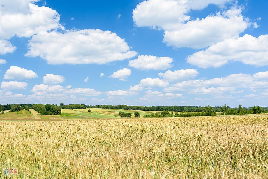 Pola w pobliżu miejscowości Mzyki