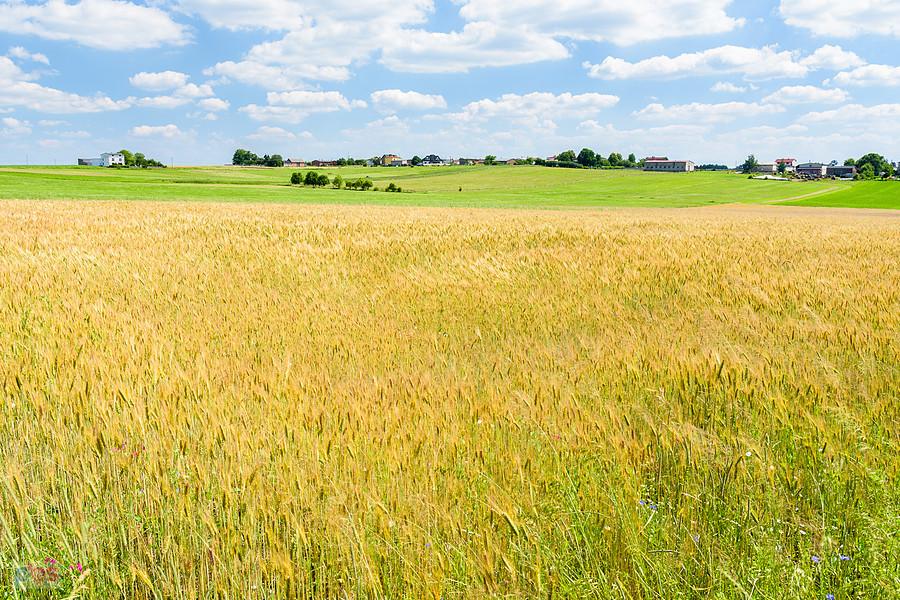 Pola w pobliżu Bukowca - integralnej części wsi Strzebiń