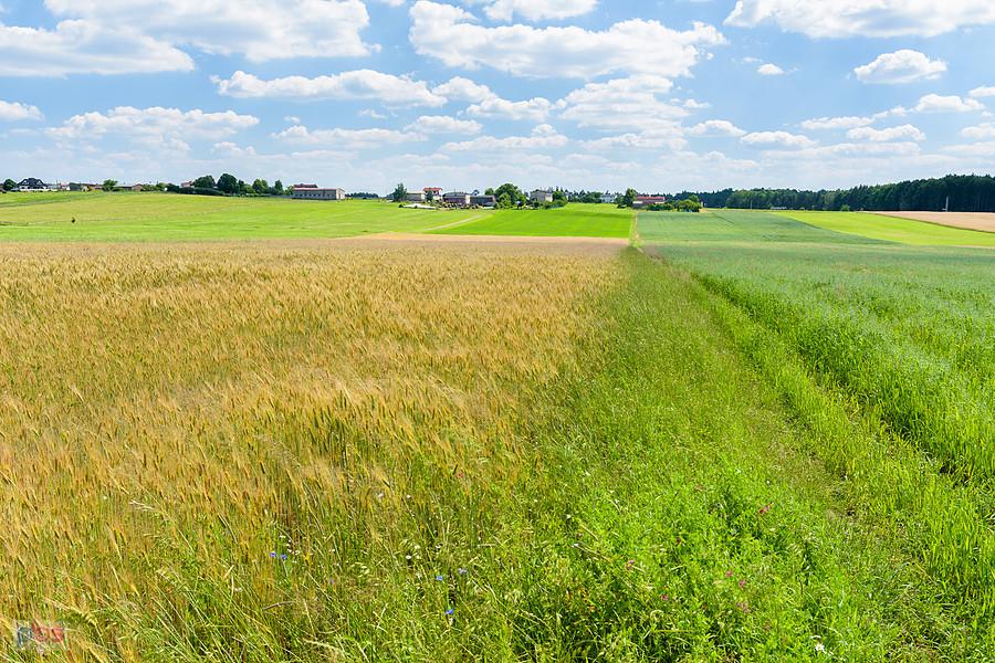 Pola w pobliżu Bukowca - integralnej części wsi Strzebiń