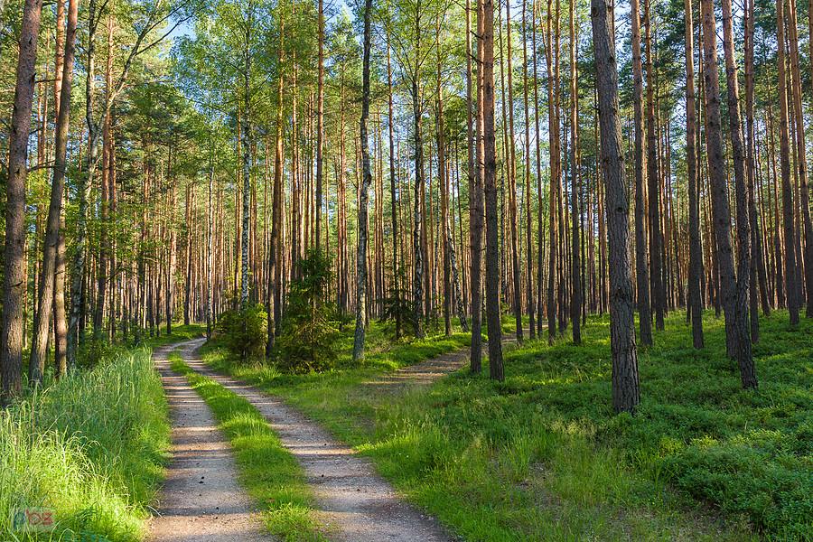 Leśne drogi - Dubiele - część wsi Strzebiń