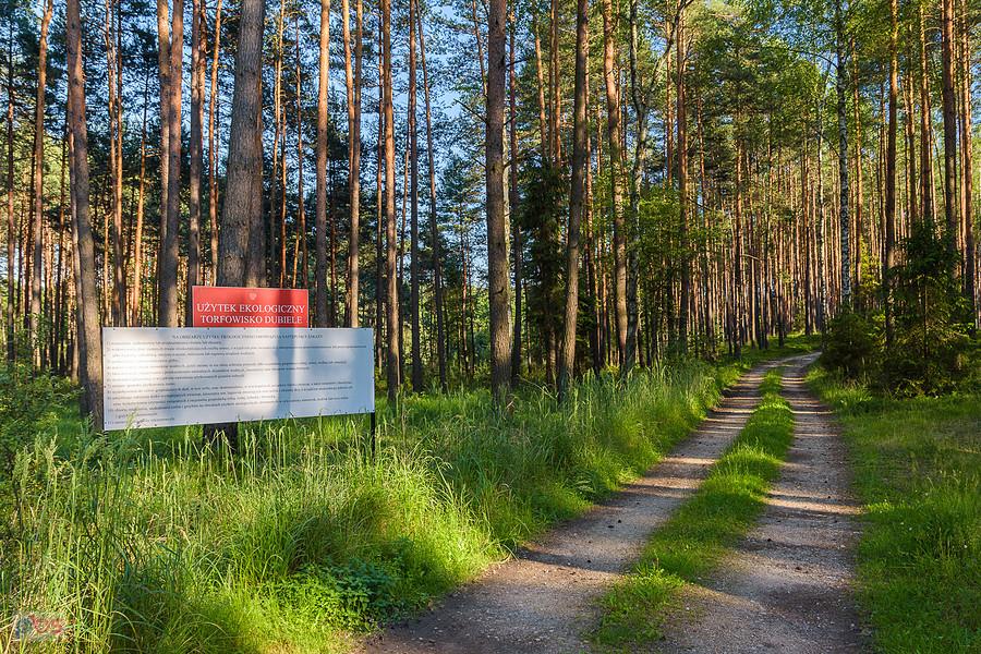 Leśne drogi - Dubiele - część wsi Strzebiń