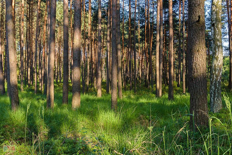 Dubiele - część wsi Strzebiń