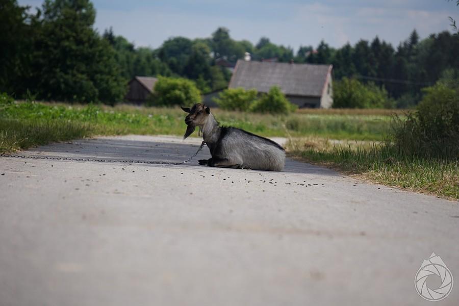 dzień jak co dzień na pogórzańskich drogach