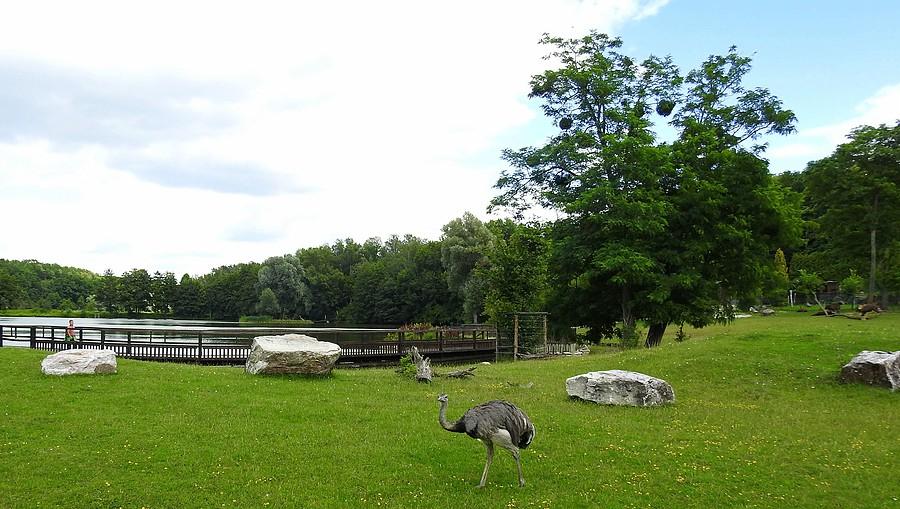 Wyspa zwierząt Ameryki Południowej, ZOO Poznań