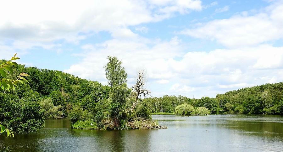 Jeden z kilku stawów, ze stacjonującym tu dzikim ptactwem, ZOO Poznań
