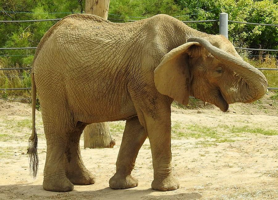 Drapanie za (solidnym) uchem, ZOO Poznań