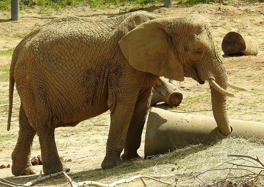 Poszukiwacz skarbów, ZOO Poznań