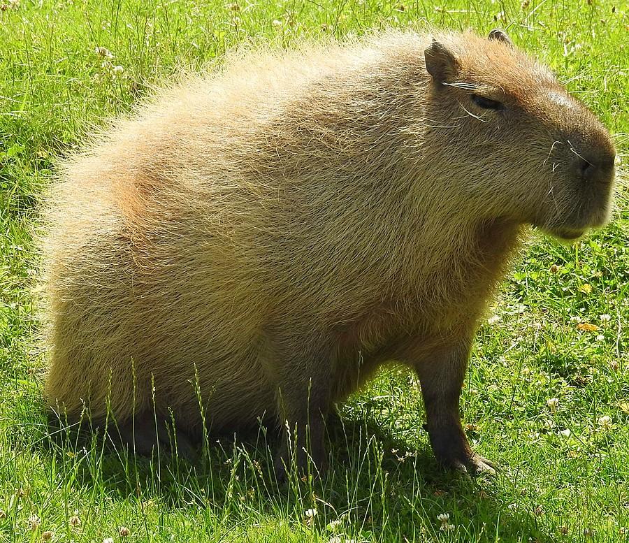 Kapibara jeszcze się trzyma, ZOO Poznań