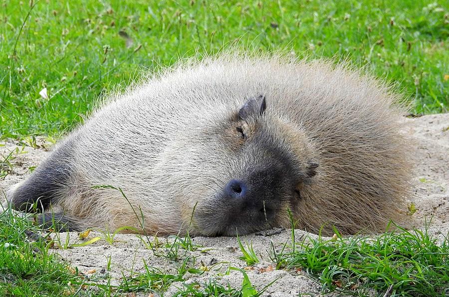 Sen kontra kapibara 1:0, ZOO Poznań