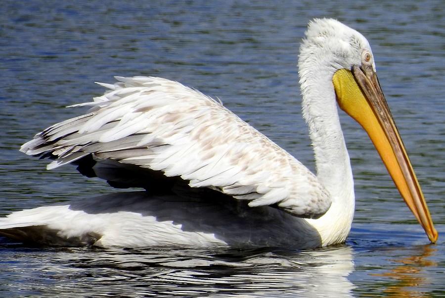 Pelikan - wersja reprezentacyjna, ZOO Poznań