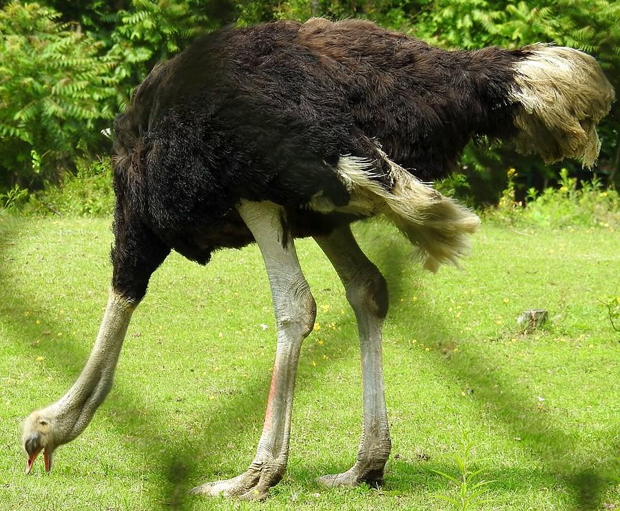 Struś zza kratek, stąd może wyraz dzioba :), ZOO Poznań