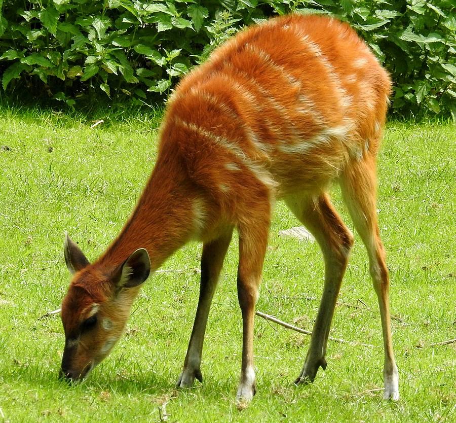 Sitatunga, ZOO Poznań