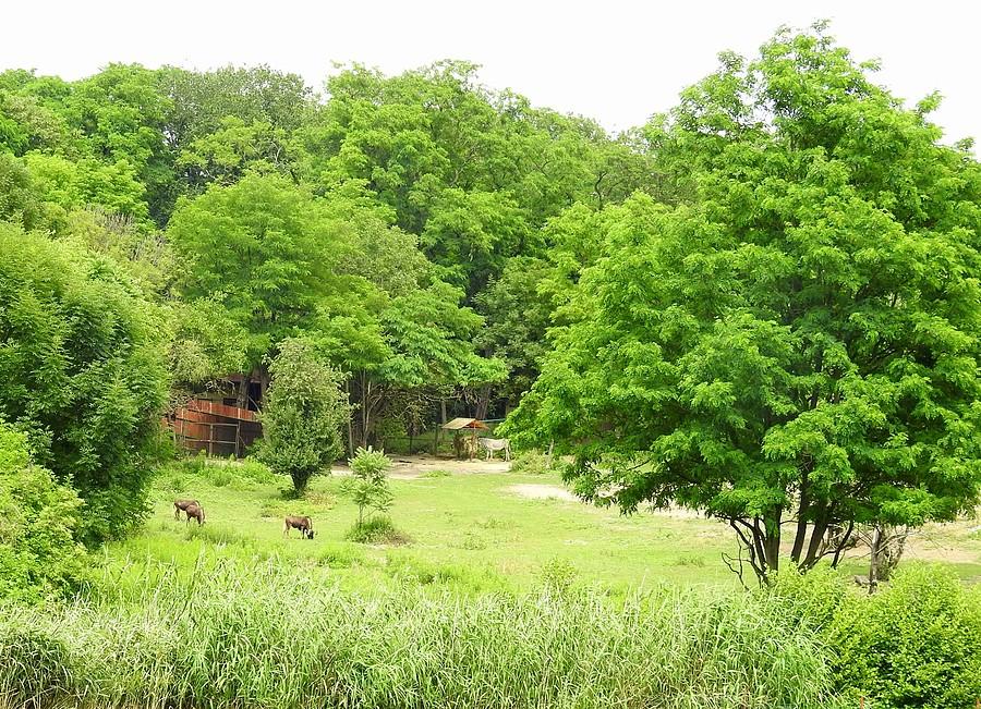Wybieg bawołów, ZOO Poznań