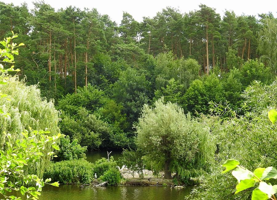 Wyspa pelikanów, ZOO Poznań