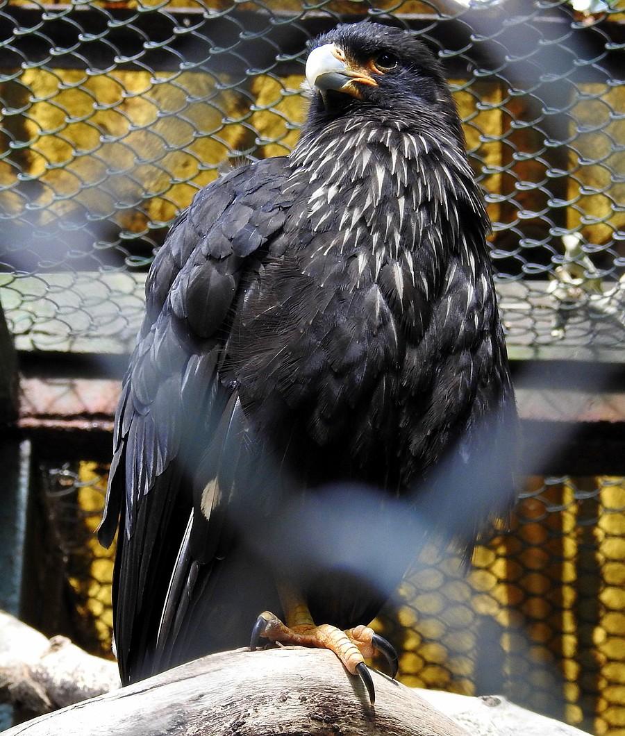 Karakara falklandzka zza kraty, ZOO Poznań