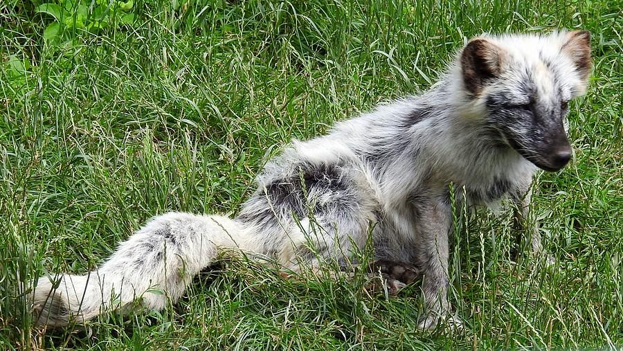 Lis-miał iść na futro, ale został uratowany - ZOO Poznań