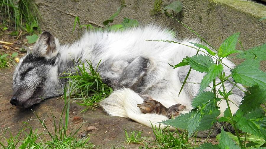 Uratowany lis to ma klawe życie :) - ZOO Poznań