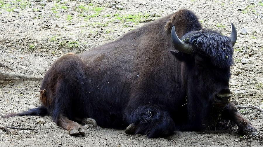 Bizon, ZOO Poznań