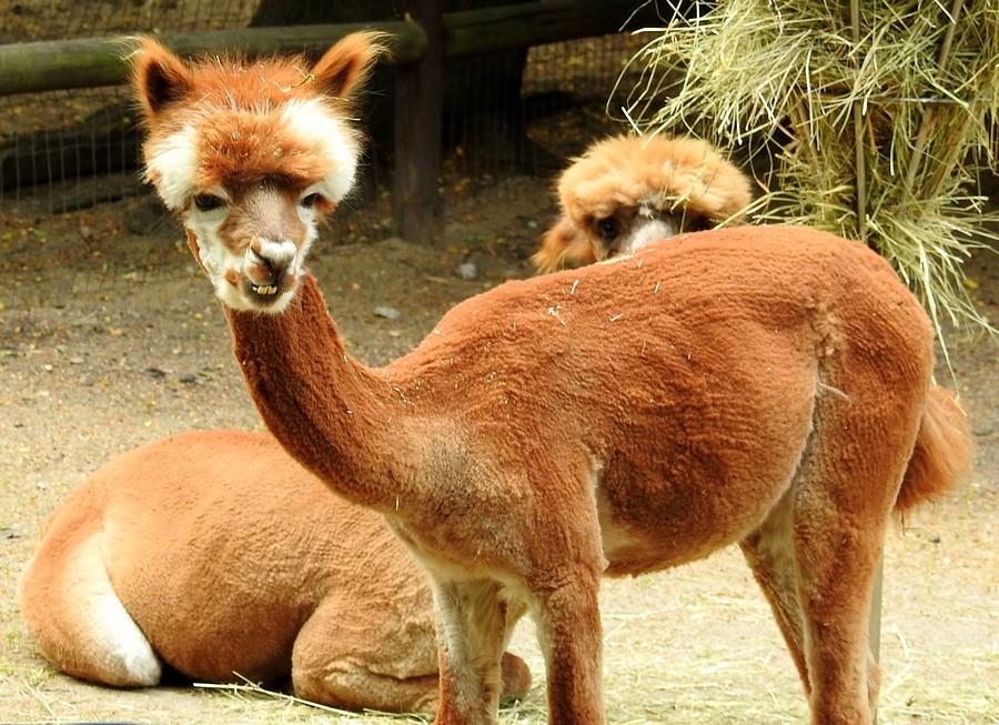 Alpaki jak zwykle nie do podrobienia :), ZOO Poznań