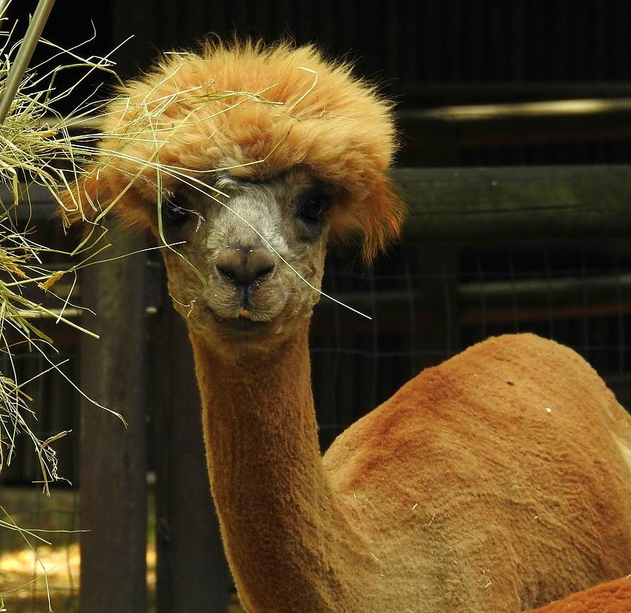 Alpakowa ciotka-klotka, ZOO Poznań