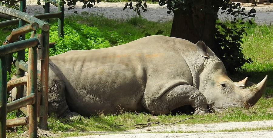 Nosorożec niby śpi, a czuwa..., ZOO Poznań