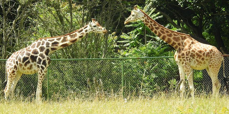 Żyrafia konsultacja rodzinna, ZOO Poznań