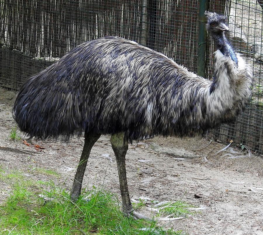 Emu - ZOO Poznań