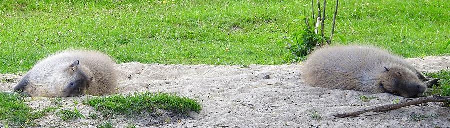 Kapibarowe śpiochy dwa - ZOO Poznań
