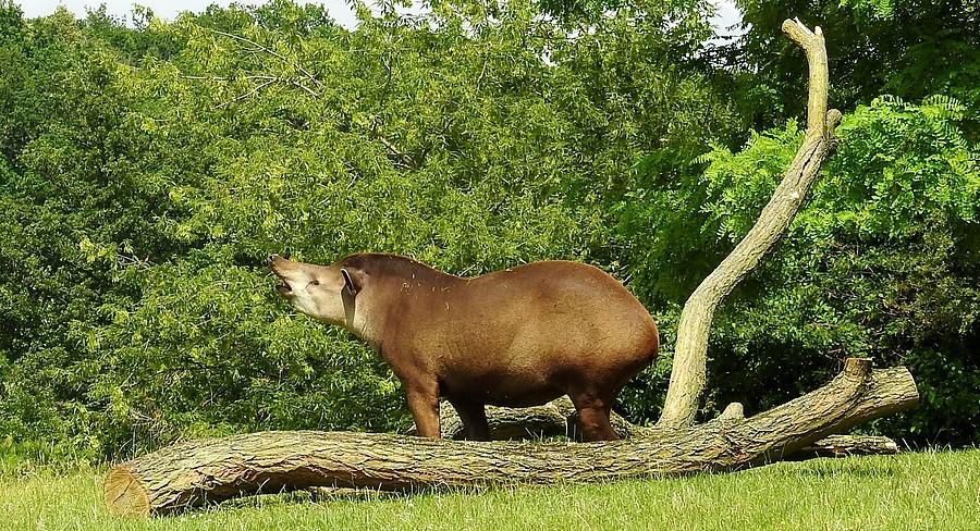 Tapir na rykowisku :), ZOO Poznań