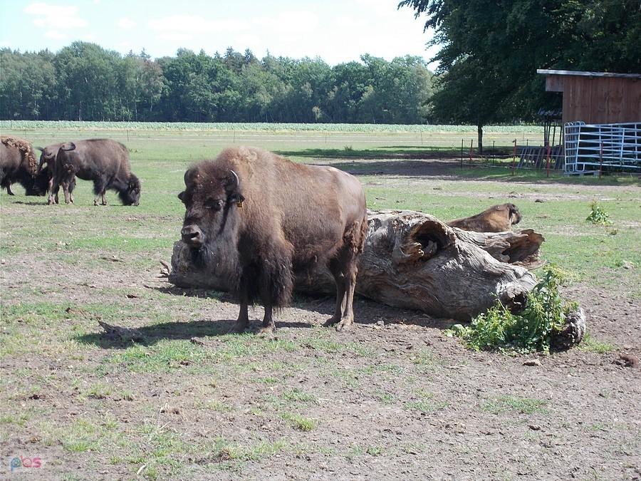 Bizon amerykański w Forest Village Ranch