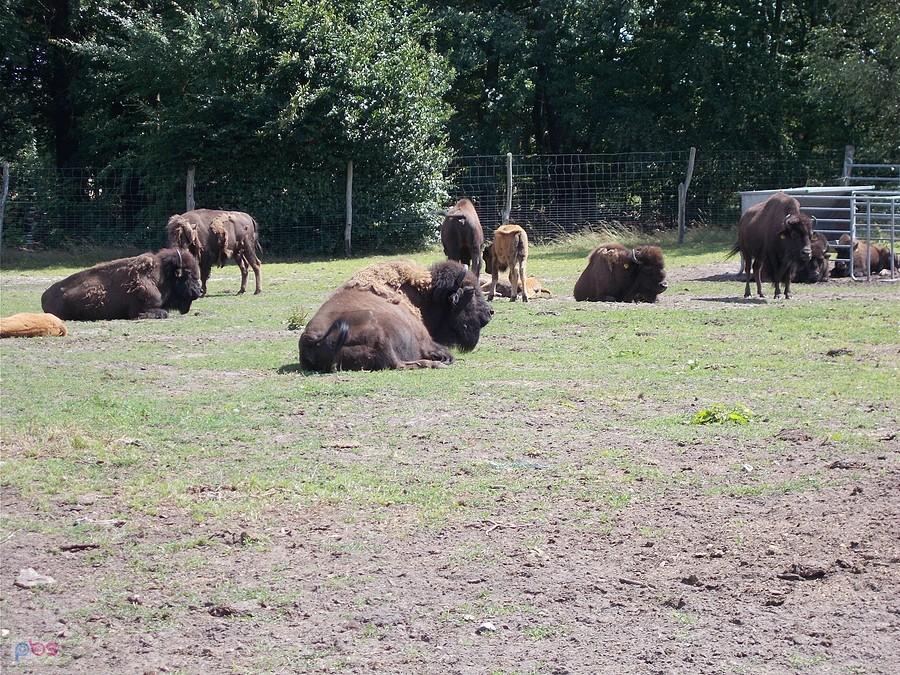 Stado bizonów w Forest Village Ranch