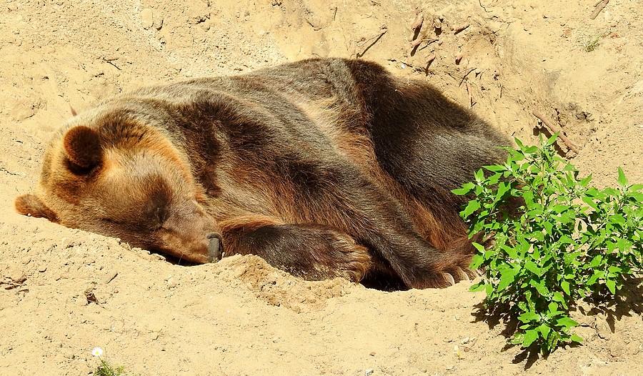 Stary niedźwiedź mocno śpi..., ZOO Poznań