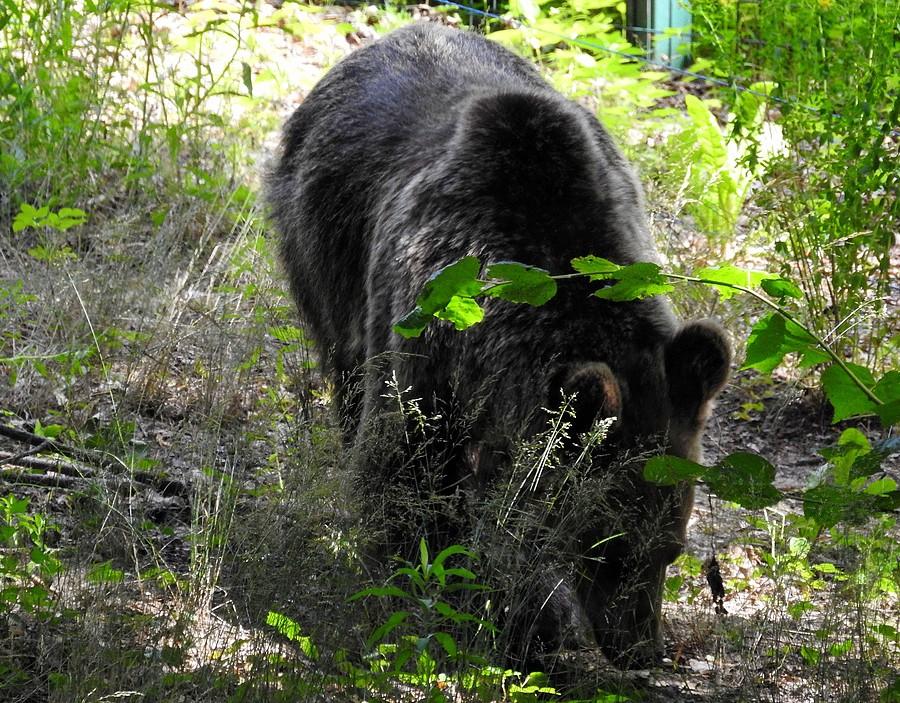W poszukiwania żarełka, ZOO Poznań