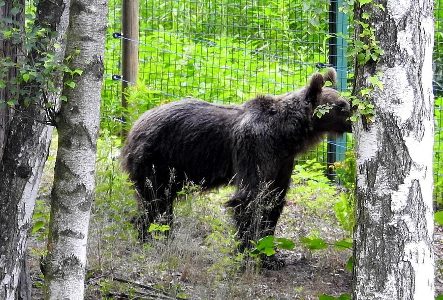 Ciekawski i niewyraźny niedźwiedź brunatny, ZOO Poznań