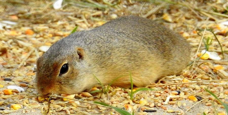 Suseł w pozycji należnej swej nazwie :). ZOO Poznań
