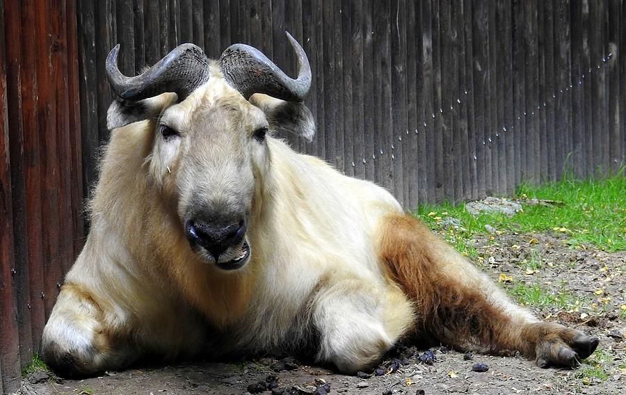 Takin złocisty, ZOO Poznań